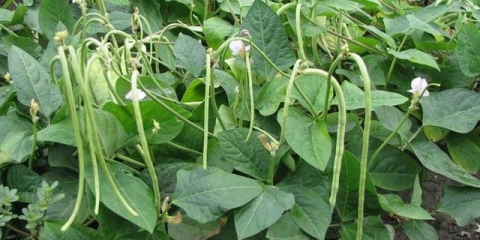 Grah šparoga - uzgoj i njega